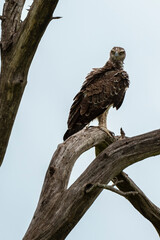 Aigle martial, Polemaetus bellicosus, Martial Eagle