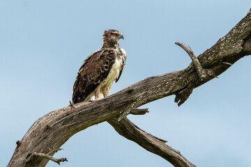 Aigle martial, Polemaetus bellicosus, Martial Eagle