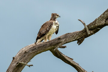 Aigle martial, Polemaetus bellicosus, Martial Eagle