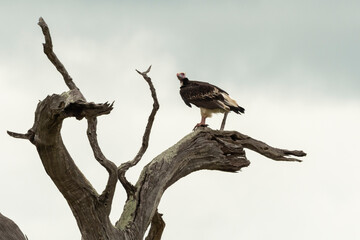 Vautour à tête blanche,.Trigonoceps occipitalis, White headed Vulture