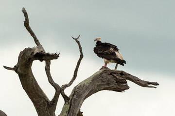 Vautour à tête blanche,.Trigonoceps occipitalis, White headed Vulture