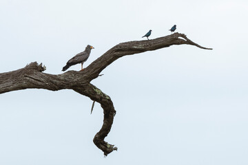 Gymnog&egrave;ne d'Afrique,.Polyboroides typus,  African Harrier Hawk, Afrique du Sud