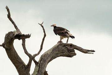 Vautour à tête blanche,.Trigonoceps occipitalis, White headed Vulture