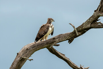 Aigle martial, Polemaetus bellicosus, Martial Eagle