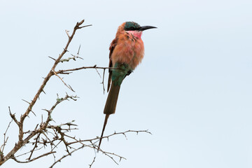 Guêpier carmin,.Merops nubicoides, Southern Carmine Bee eater