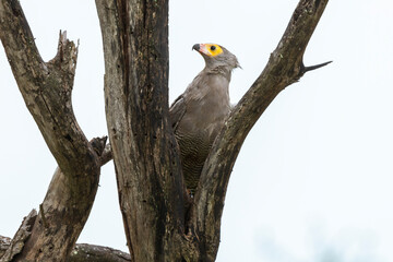 Gymnogène d'Afrique,.Polyboroides typus,  African Harrier Hawk, Afrique du Sud