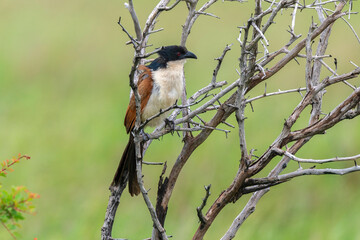 Coucal de Burchell,.Centropus burchellii, Burchell's Coucal