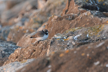 Grand Gravelot , Pluvier grand gravelot,.Charadrius hiaticula, Common Ringed Plover