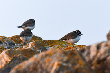 Grand Gravelot , Pluvier grand gravelot,.Charadrius hiaticula, Common Ringed Plover