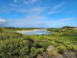 landscape with grass and sky