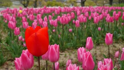 大阪のチューリップ畑