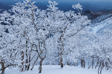 夜明けの高見山の樹氷林