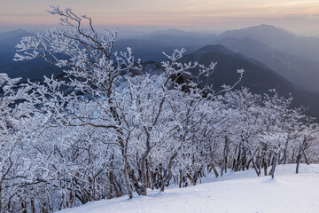 夜明けの高見山の樹氷林