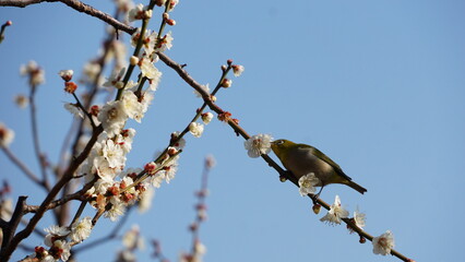 bird on a branch