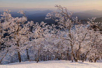 高見山から朝陽をうける樹氷