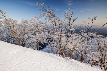 高見山から朝陽をうける樹氷