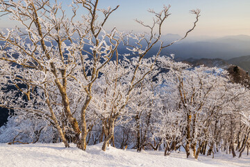 高見山から朝陽をうける樹氷