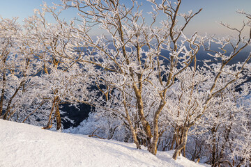 高見山から朝陽をうける樹氷