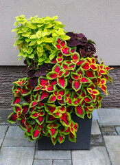 Beautiful ornamental plant with red-green leaves Plectranthus scutellarioides (Coleus blumei)