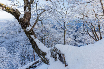 樹氷の高見山