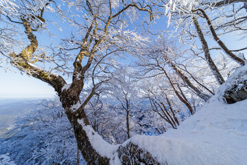 樹氷の高見山