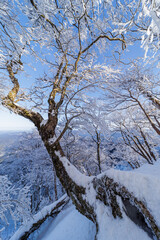 樹氷の高見山