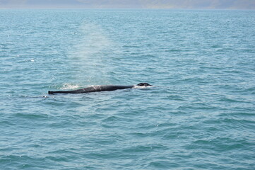 Obraz premium Islanda,Husavik,avvistamento balene