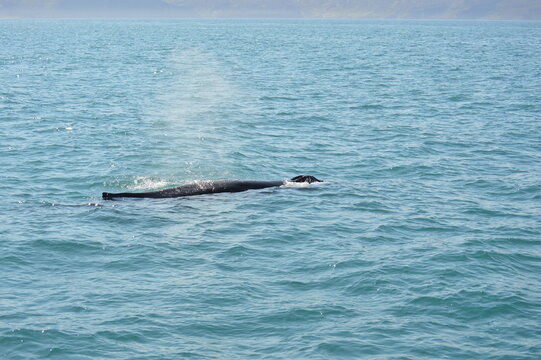 Islanda,Husavik,avvistamento balene
