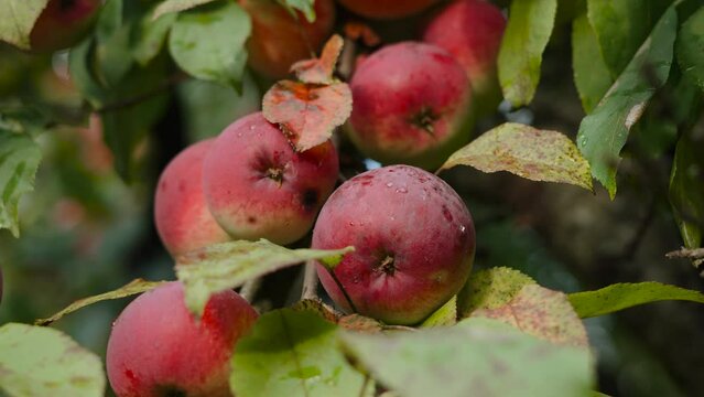 Chemical free organic red apples with droplets hanging on tree branch, arc shot. Ripe fruits on tree in garden are hanging in anticipation of harvest on autumn day, no people.