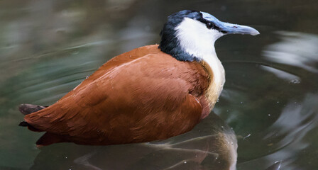 a. africanus, actophilornis, actophilornis africanus, africa, african jacana, animal, animalia, aves, bird, bird photography, bird portrait, charadriiformes, chordata, eukaryota, jacanidae, nature, wa