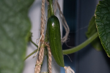 A small cucumber grown on a balcony.