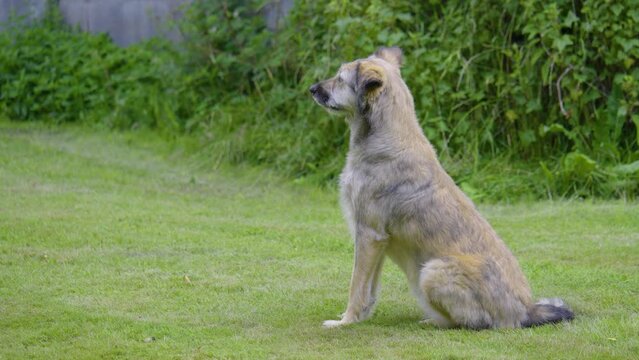 Hund sitzt auf der Wiese