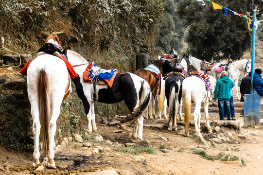 Horses Group standing at a tourist park for horse riding for tourists. Mirik, West Bengal India.