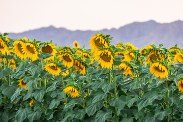A field of blooming sunflowers with distant mountains in soft evening light.