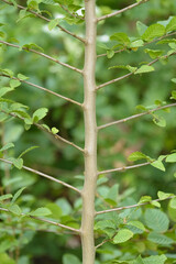 Symmetric branch with twigs and green leaves in the forest, natural foliage background