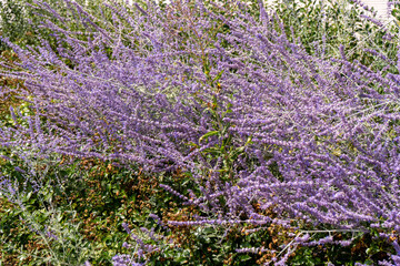 Perovskia atriplicifolia Blue Spire bush close up of blooming sage. Purple perovskia flowers...