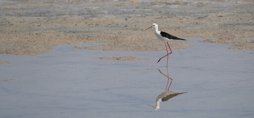 birds standing on the shore of the pond of porto pino in southern sardinia, black-winged stilt, birds of warm humid climate areas.