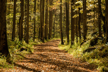 Wide Trail in Fall with Leaves Falling Down