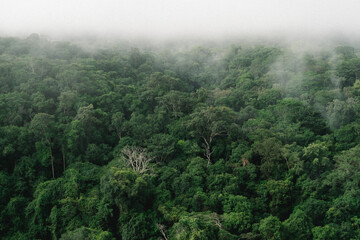 Forêt primaire de Guyane française, en terre amérindienne
French Guiana's primary forest, on Amerindian soil - obrazy, fototapety, plakaty