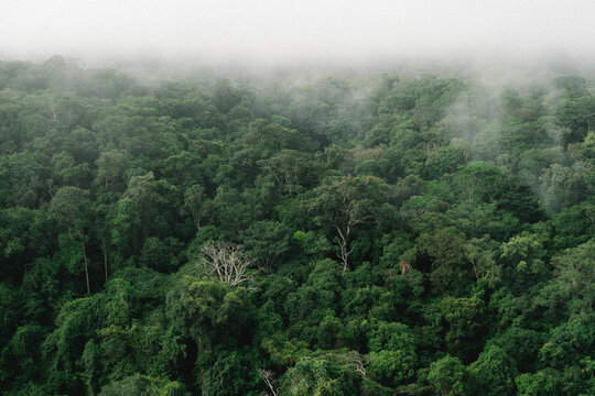 For&ecirc;t primaire de Guyane fran&ccedil;aise, en terre am&eacute;rindienne
French Guiana's primary forest, on Amerindian soil