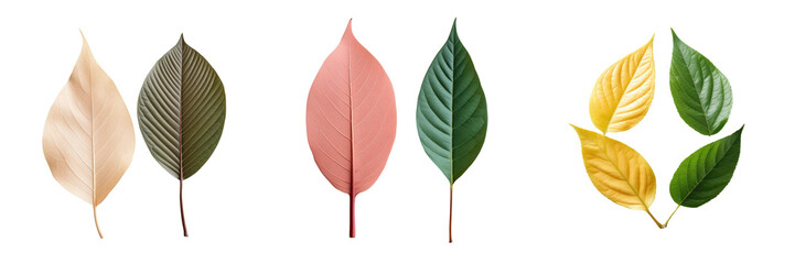 Leaves produce food via photosynthesis and are categorized into two types based on their distinct features
