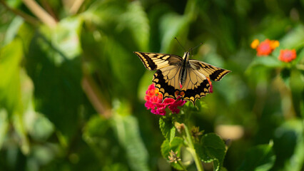 Closeup of an Eastern Tiger Swallowtail butterfly feeding on the nectar of Hyssop flowers. (Papilio glaucus).