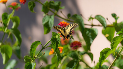 Closeup of an Eastern Tiger Swallowtail butterfly feeding on the nectar of Hyssop flowers. (Papilio glaucus).