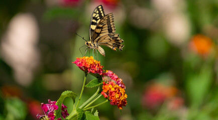 Closeup of an Eastern Tiger Swallowtail butterfly feeding on the nectar of Hyssop flowers. (Papilio glaucus).