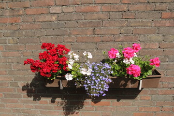 a flower box with geraniums and lobelia against a wall in the flower garden in summer