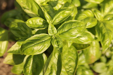 top view at a basil plant with green leaves in the vegetable garden