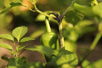 the top of a big green hot chili pepper at a plant closeup in the vegetable garden