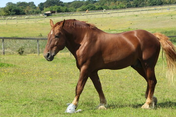 Naklejka na ściany i meble Suffolk Punch Horse, Chestnut Draft Horse