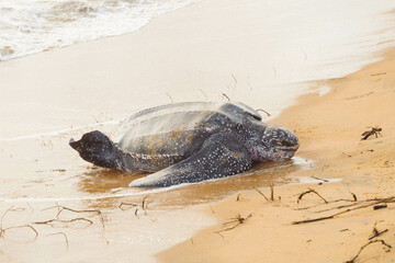 Tortue luth prête à débuter sa ponte, plage des Salines en Guyane française
Leatherback turtle ready to start laying, Salines beach in French Guiana