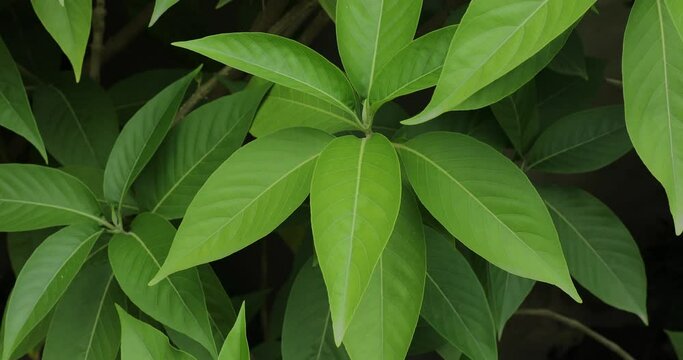 Malabar nut plant closeup. Green leaves.
